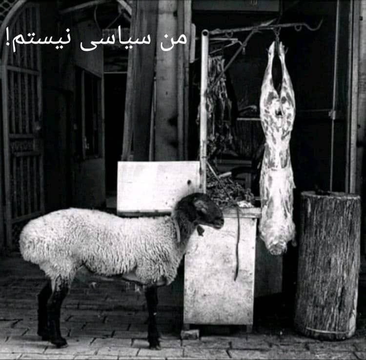 گوسفند بی تفاوتی سیاسی