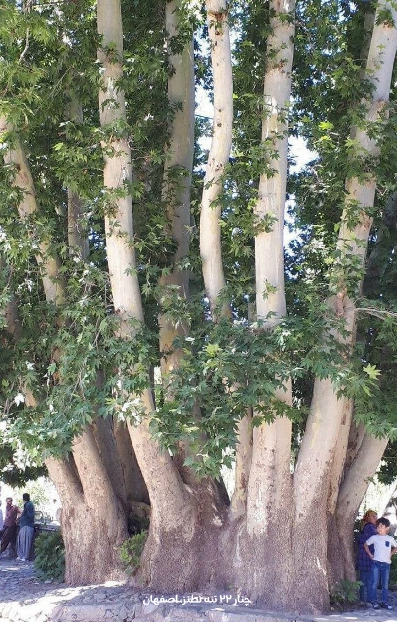 chenar22Taneh